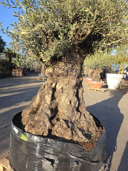 Olivenbaum-Hojiblanca--Nr-6